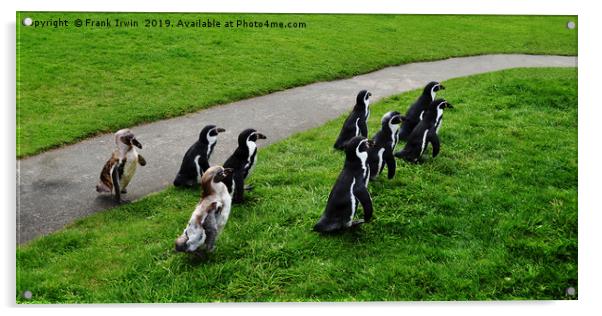 Humboldt Penguins Acrylic by Frank Irwin