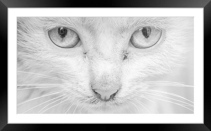 Cat's Eyes Framed Mounted Print by Keith Small