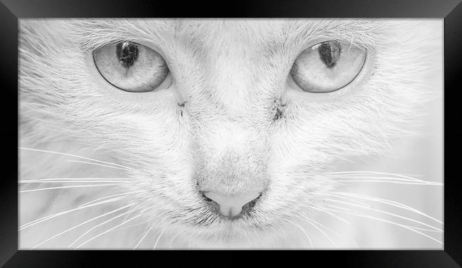 Cat's Eyes Framed Print by Keith Small