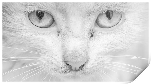 Cat's Eyes Print by Keith Small