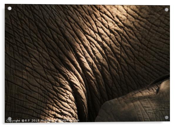 Getting close to an elephant - detail of elephant  Acrylic by Lensw0rld 