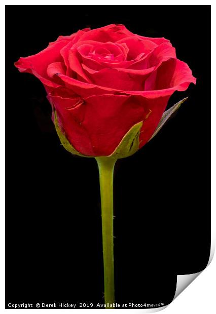 Valentine Rose Print by Derek Hickey