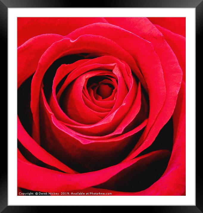 Rose Framed Mounted Print by Derek Hickey