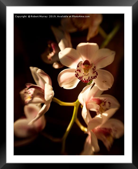 Cymbidium Orchid Framed Mounted Print by Robert Murray