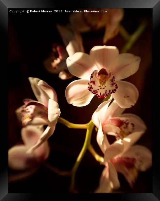 Cymbidium Orchid Framed Print by Robert Murray