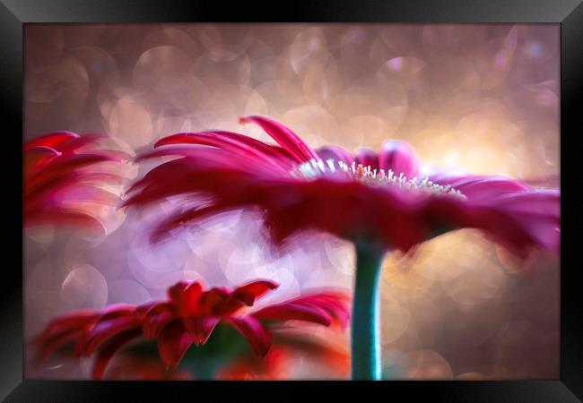 Daisy - Gerbera Experimental / Abstract photograph Framed Print by Mike Evans