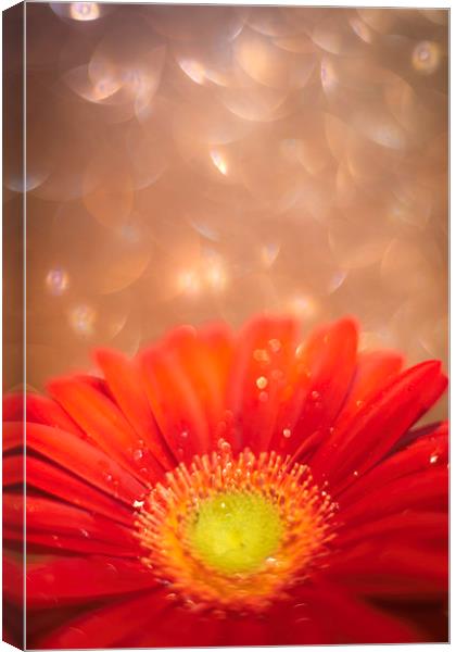 Sparkle in the sky - Daisy / Gerbera Experimental  Canvas Print by Mike Evans