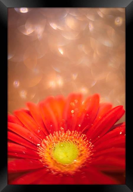 Sparkle in the sky - Daisy / Gerbera Experimental  Framed Print by Mike Evans
