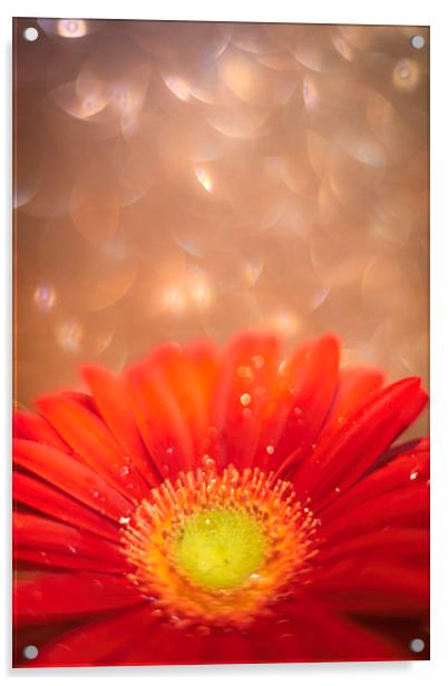 Sparkle in the sky - Daisy / Gerbera Experimental  Acrylic by Mike Evans