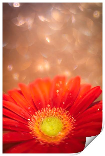 Sparkle in the sky - Daisy / Gerbera Experimental  Print by Mike Evans