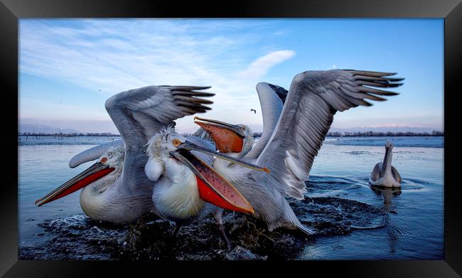 Squabbling Dalmatian Pelicans Framed Print by Val Saxby LRPS