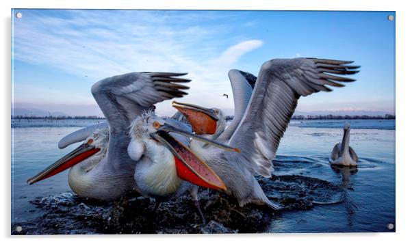 Squabbling Dalmatian Pelicans Acrylic by Val Saxby LRPS