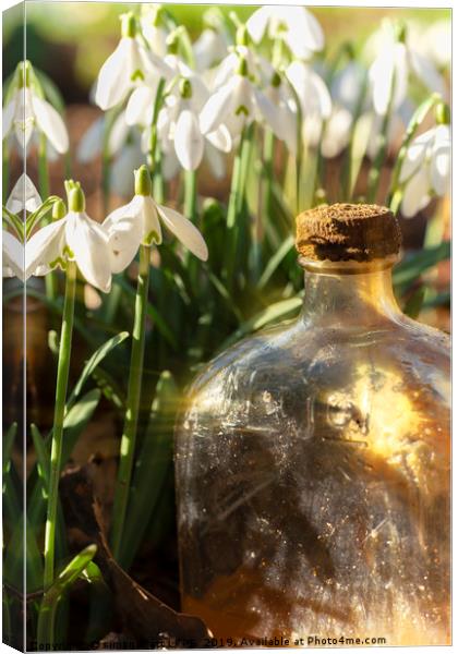 Snowdrop flowers and old glass jar with sunlight Canvas Print by Simon Bratt LRPS