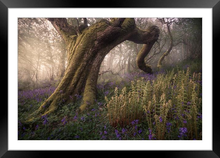 Fallen Framed Mounted Print by Chris Frost