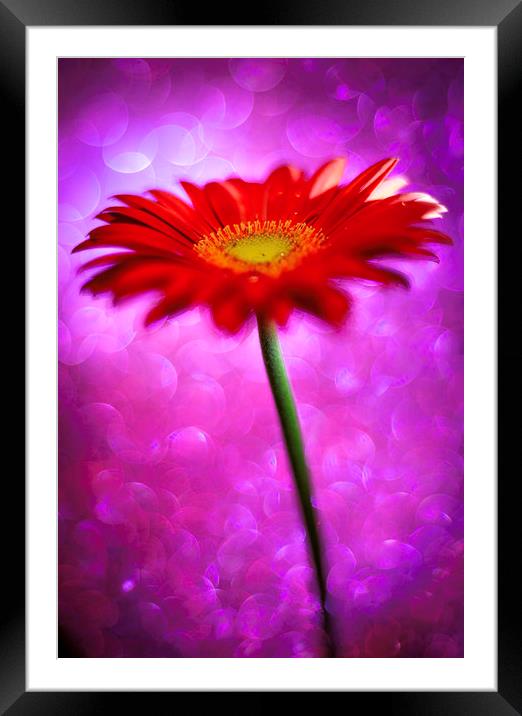 Daisy - Gerbera Experimental / Abstract photograph Framed Mounted Print by Mike Evans