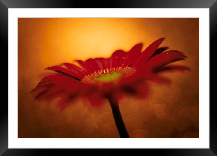 Daisy - Gerbera Experimental / Abstract photograph Framed Mounted Print by Mike Evans