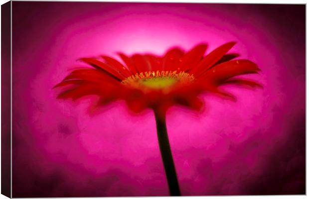 Hot Pink - Daisy, Gerbera Experimental / Abstract  Canvas Print by Mike Evans