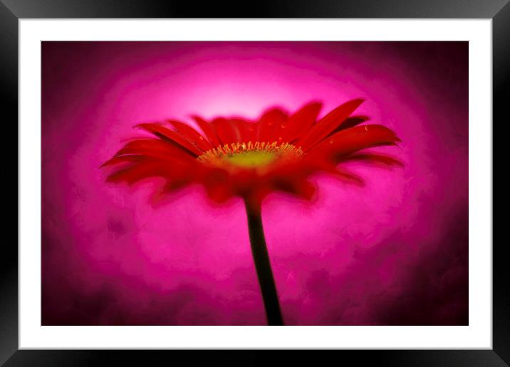 Hot Pink - Daisy, Gerbera Experimental / Abstract  Framed Mounted Print by Mike Evans