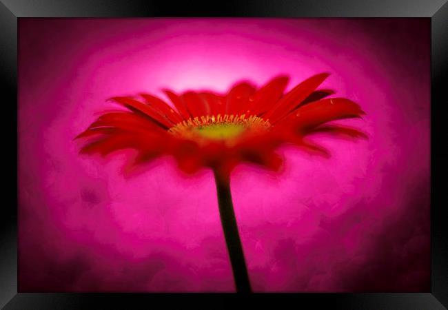 Hot Pink - Daisy, Gerbera Experimental / Abstract  Framed Print by Mike Evans