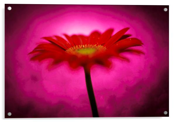 Hot Pink - Daisy, Gerbera Experimental / Abstract  Acrylic by Mike Evans