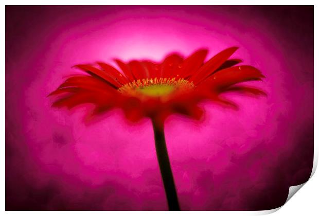 Hot Pink - Daisy, Gerbera Experimental / Abstract  Print by Mike Evans
