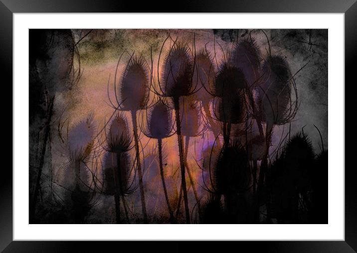 Thistles  Framed Mounted Print by sylvia scotting
