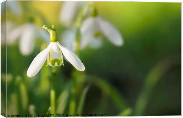 Snowdrops at eye level with copy space Canvas Print by Simon Bratt LRPS