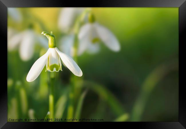 Snowdrops at eye level with copy space Framed Print by Simon Bratt LRPS