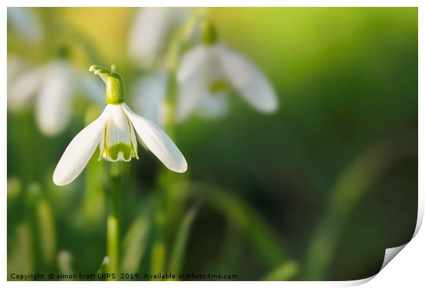 Snowdrops at eye level with copy space Print by Simon Bratt LRPS
