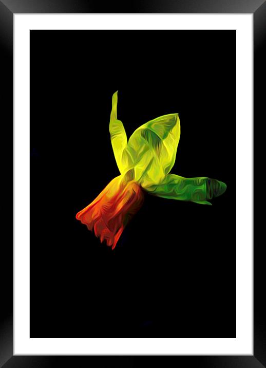 Lonely as a Daffodil                 Framed Mounted Print by David Mccandlish