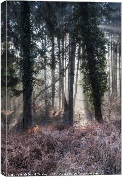 Winter Woodland Sunbeams Canvas Print by David Tinsley