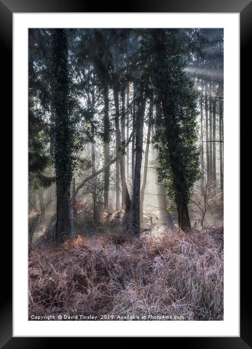 Winter Woodland Sunbeams Framed Mounted Print by David Tinsley