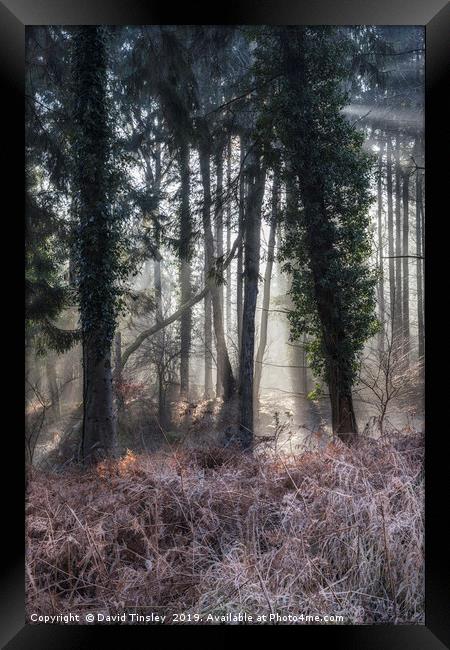 Winter Woodland Sunbeams Framed Print by David Tinsley