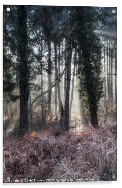 Winter Woodland Sunbeams Acrylic by David Tinsley