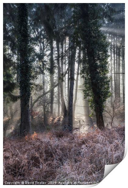 Winter Woodland Sunbeams Print by David Tinsley