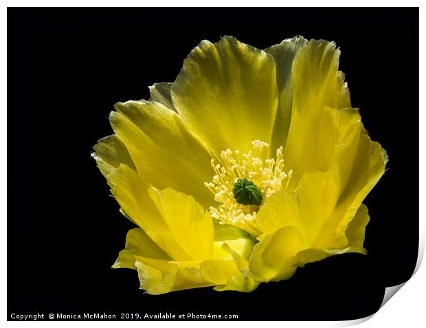 Angel wing Cactus Flower. Print by Monica McMahon