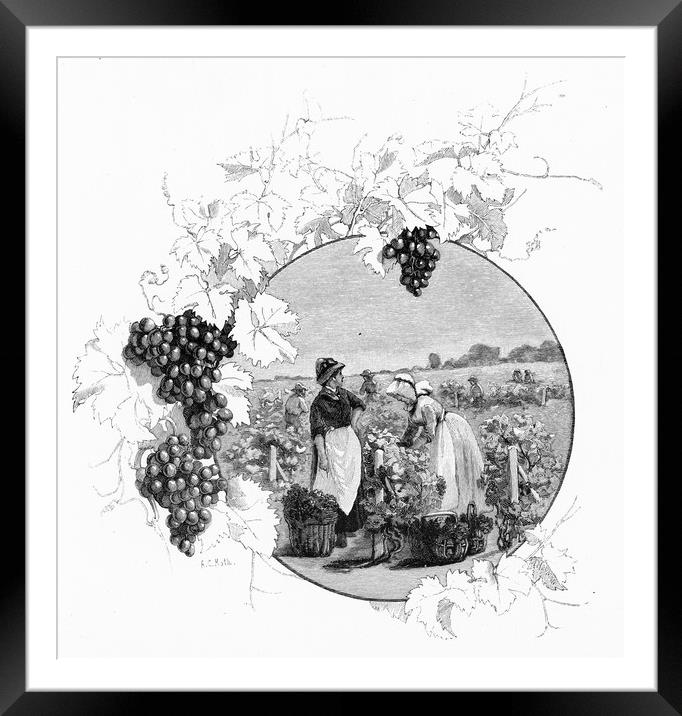 at the vineyard Framed Mounted Print by Peter Righteous