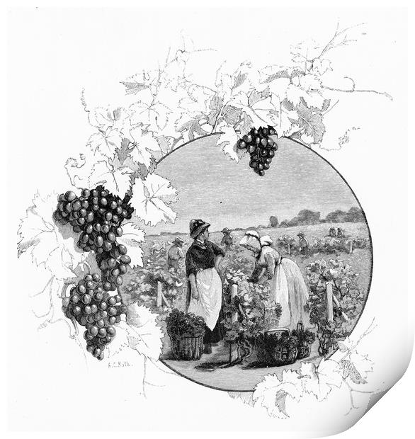 at the vineyard Print by Peter Righteous