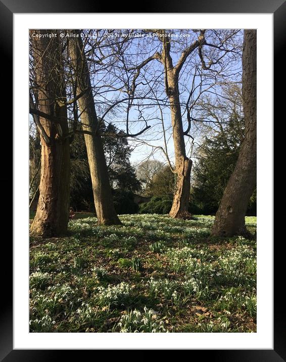 Snowdrops in Spring Framed Mounted Print by Ailsa Darragh