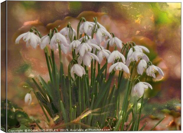 "Snowdrops in the magic glade" Canvas Print by ROS RIDLEY