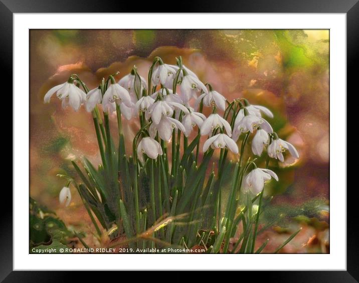 "Snowdrops in the magic glade" Framed Mounted Print by ROS RIDLEY