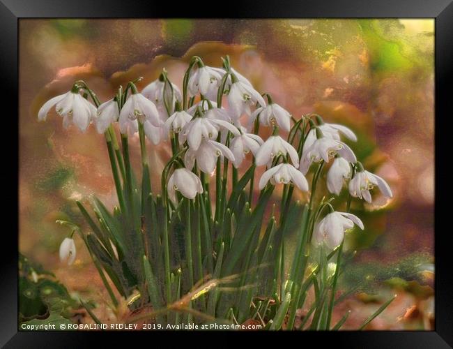 "Snowdrops in the magic glade" Framed Print by ROS RIDLEY