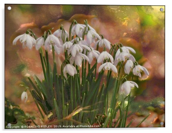 "Snowdrops in the magic glade" Acrylic by ROS RIDLEY