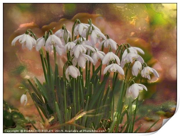 "Snowdrops in the magic glade" Print by ROS RIDLEY