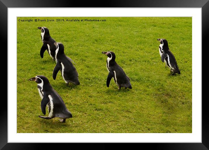 Humboldt penguins frolicking around Framed Mounted Print by Frank Irwin