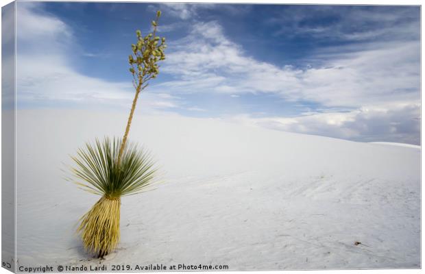 Yucca Canvas Print by DiFigiano Photography