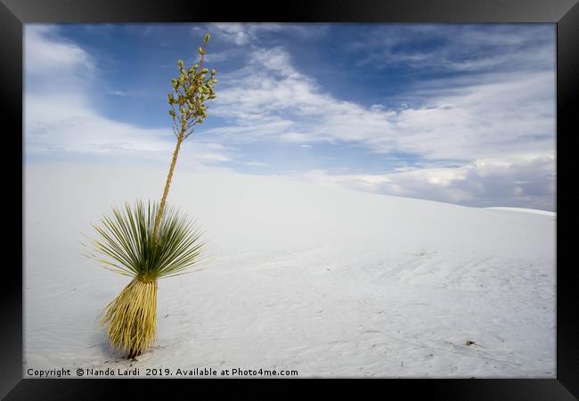 Yucca Framed Print by DiFigiano Photography