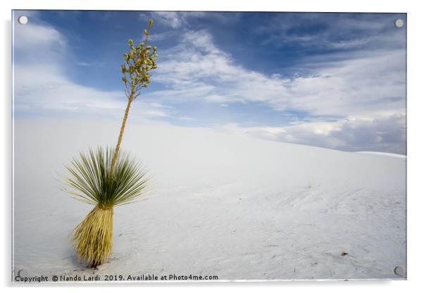 Yucca Acrylic by DiFigiano Photography
