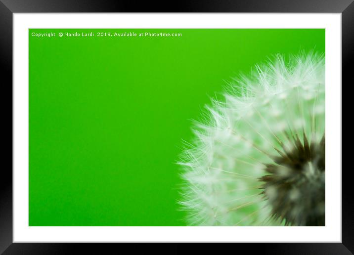Dandelion Green Framed Mounted Print by DiFigiano Photography
