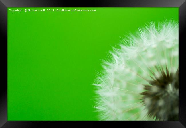 Dandelion Green Framed Print by DiFigiano Photography